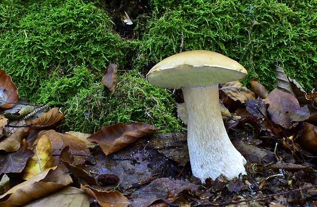 hríb smrekový Boletus edulis Bull.