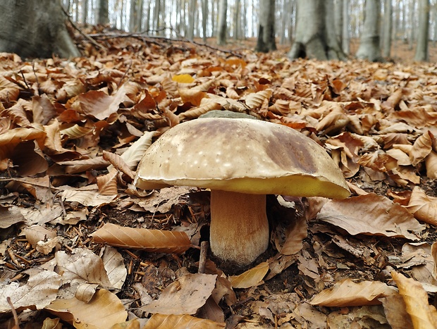 hríb smrekový Boletus edulis Bull.