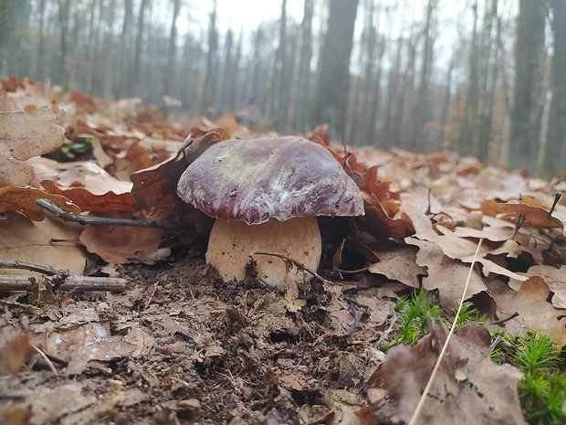 hríb sosnový Boletus pinophilus Pil. et Dermek in Pil.