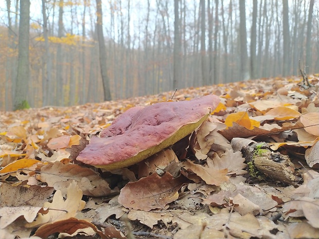 hríb sosnový Boletus pinophilus Pil. et Dermek in Pil.