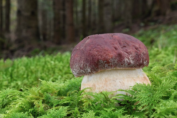 hríb sosnový Boletus pinophilus Pil. et Dermek in Pil.