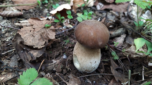 hríb dubový Boletus reticulatus Schaeff.