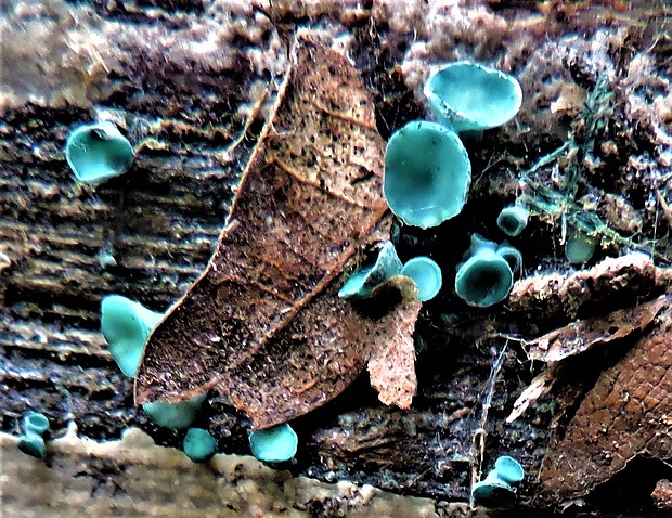 zelenica Chlorociboria sp.