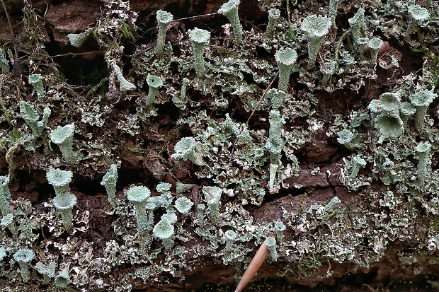 dutohlávka riasnatá Cladonia fimbriata (L.) Fr.