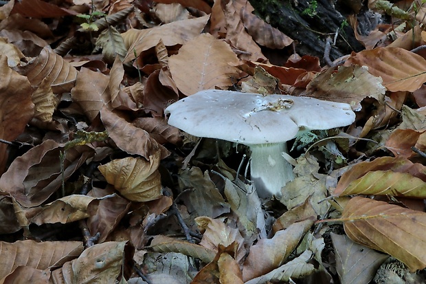 strmuľka inovaťová Clitocybe nebularis (Batsch) P. Kumm.