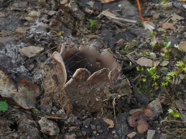 hrobnička Geopora sp.