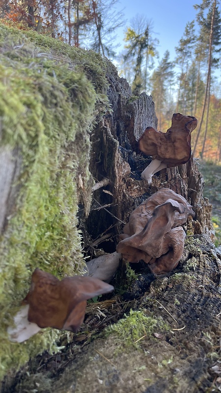 ušiak Gyromitra sp.