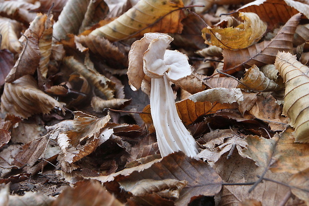 chriapač kučeravý Helvella crispa (Scop.) Fr.