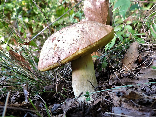 hríb plavý Hemileccinum impolitum (Fr.) Šutara