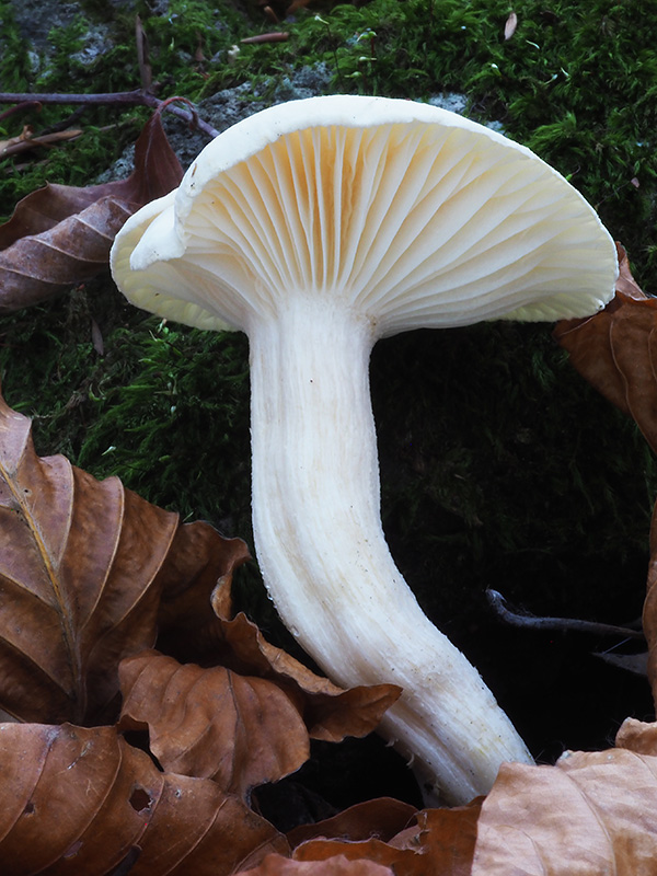 šťavnačka mydlová Hygrophorus cossus (Sowerby) Fr.