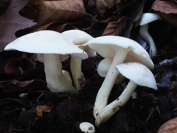 šťavnačka slonovinová Hygrophorus eburneus (Bull.) Fr.