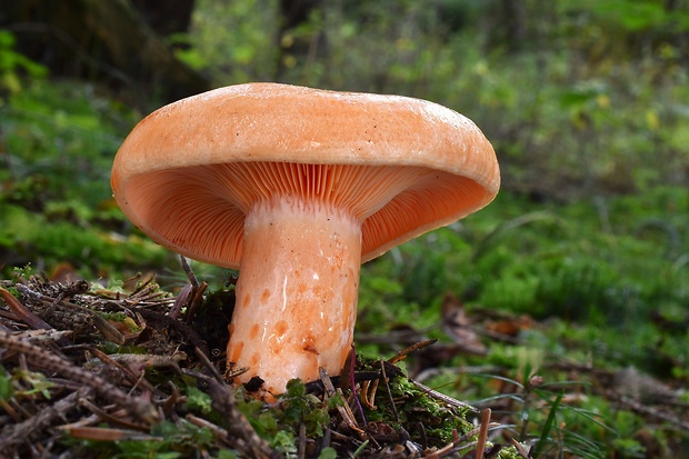 rýdzik jedľový Lactarius salmonicolor R. Heim & Leclair