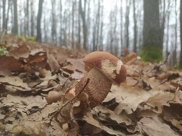 kozák dubový Leccinum aurantiacum (Bull.) Gray