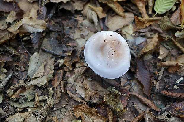 pôvabnica fialová Lepista nuda (Bull.) Cooke