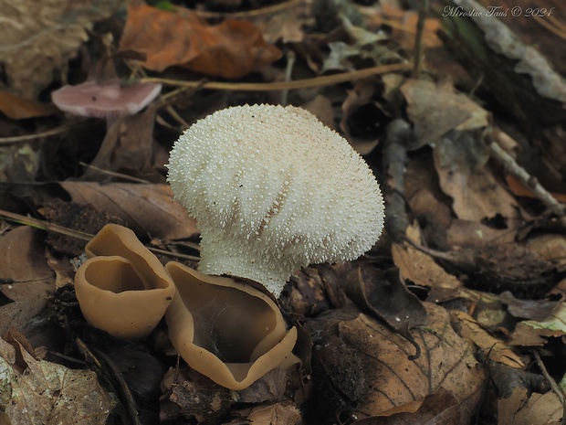 prášnica bradavičnatá Lycoperdon perlatum Pers.