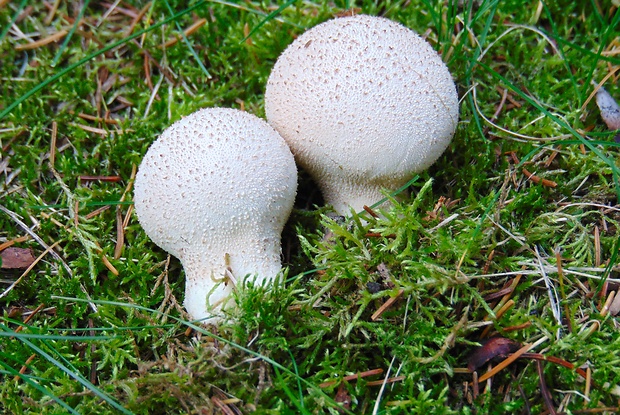 prášnica Lycoperdon sp.