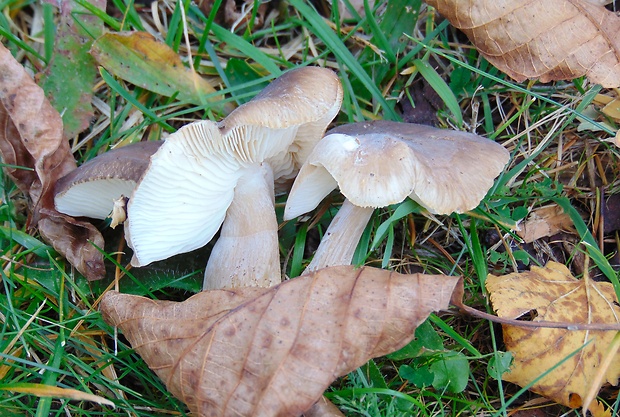 strmulec Lyophyllum sp.