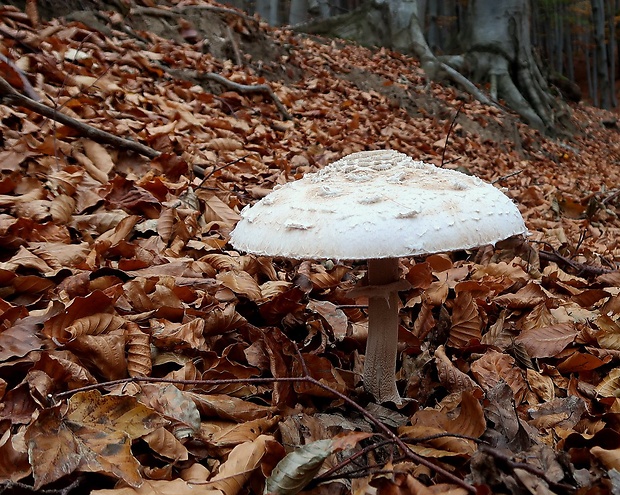 bedľa vysoká Macrolepiota procera (Scop.) Singer