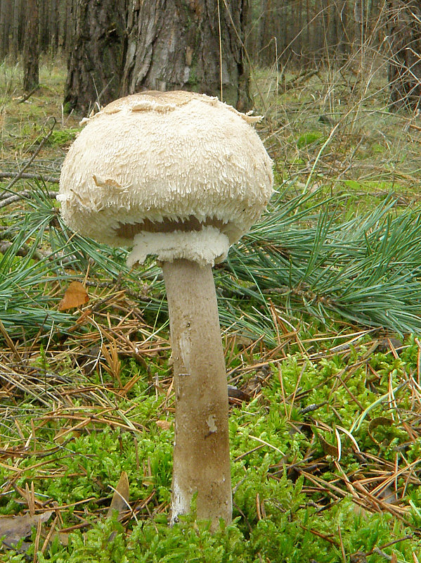 bedľa vysoká Macrolepiota procera (Scop.) Singer