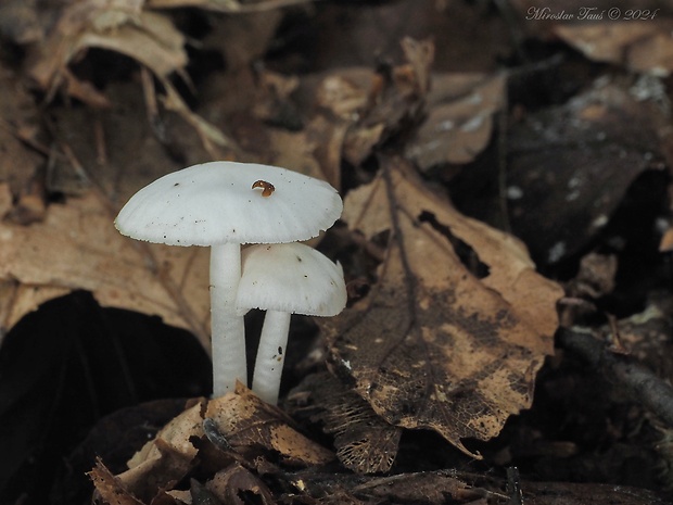 prilbička reďkovková biela Mycena pura f. alba (Gillet) Arnolds