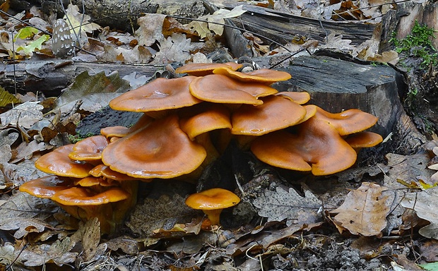 kališník hnedooranžový Omphalotus olearius (DC.) Singer