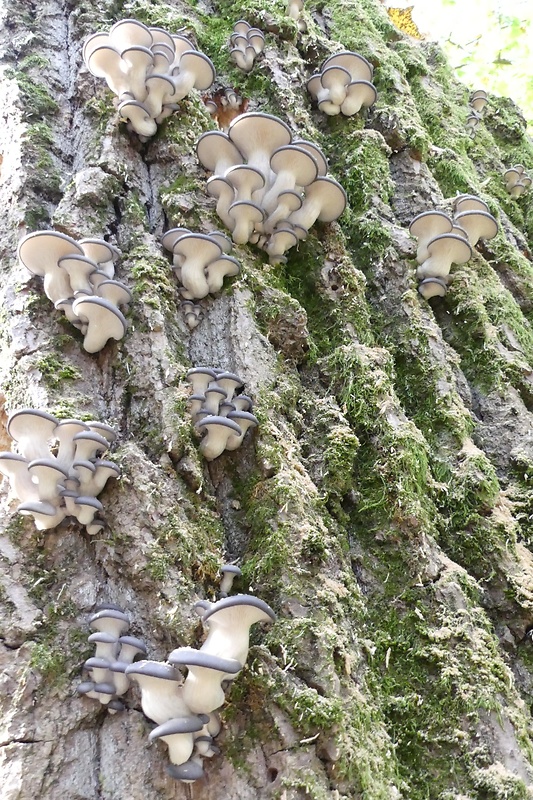 hliva ustricovitá modrastá Pleurotus columbinus Quél.