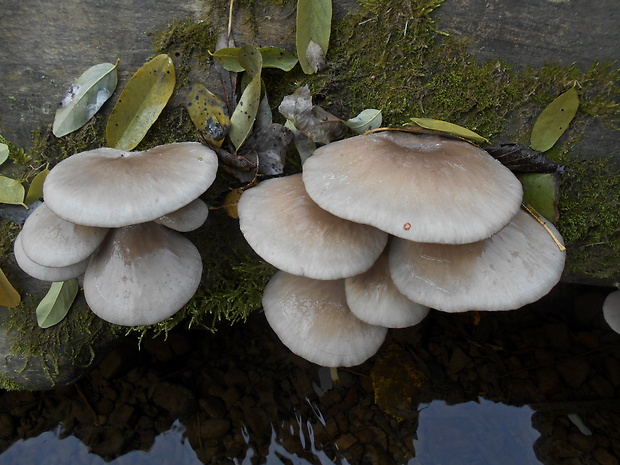 hliva ustricovitá Pleurotus ostreatus (Jacq.) P. Kumm.