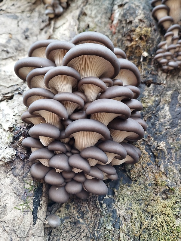 hliva ustricovitá Pleurotus ostreatus (Jacq.) P. Kumm.