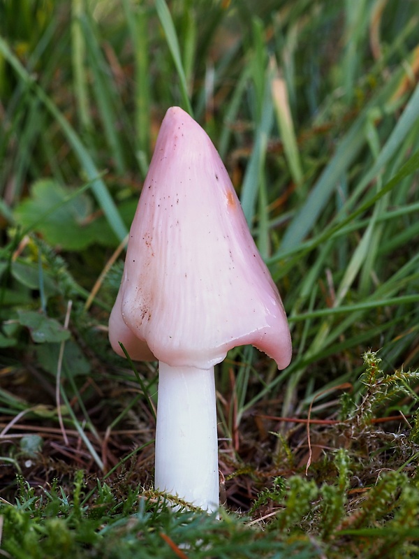 lúčnica ružovočervená Porpolomopsis calyptriformis (Berk.) Bresinsky