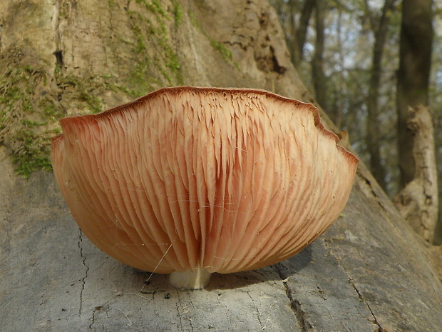 červenáčik obyčajný Rhodotus palmatus (Bull.) Maire