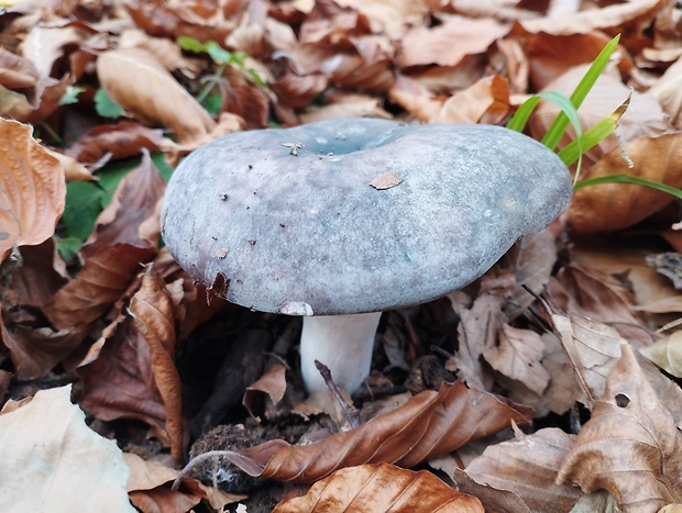 plávka Russula sp.