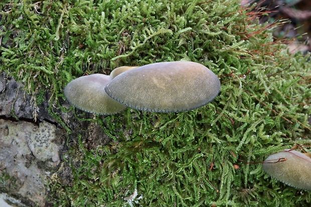 pňovka neskorá Sarcomyxa serotina (Pers.) P. Karst.