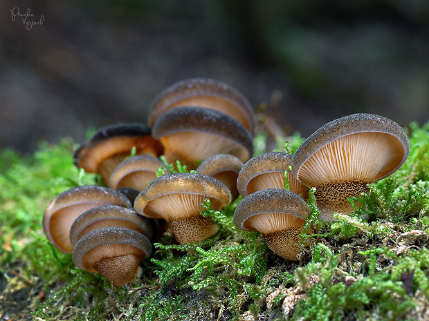 pňovka neskorá Sarcomyxa serotina (Pers.) P. Karst.