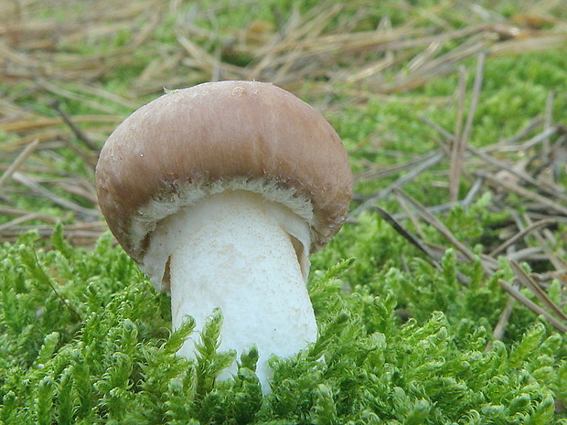 masliak obyčajný Suillus luteus (L.) Roussel