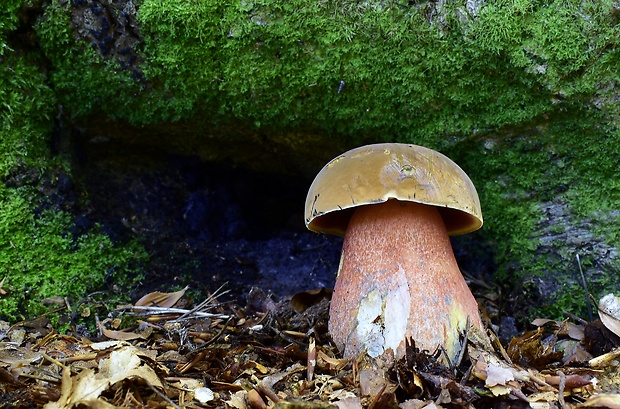 hríb zrnitohlúbikový Sutorius luridiformis (Rostk.) G. Wu & Zhu L. Yang