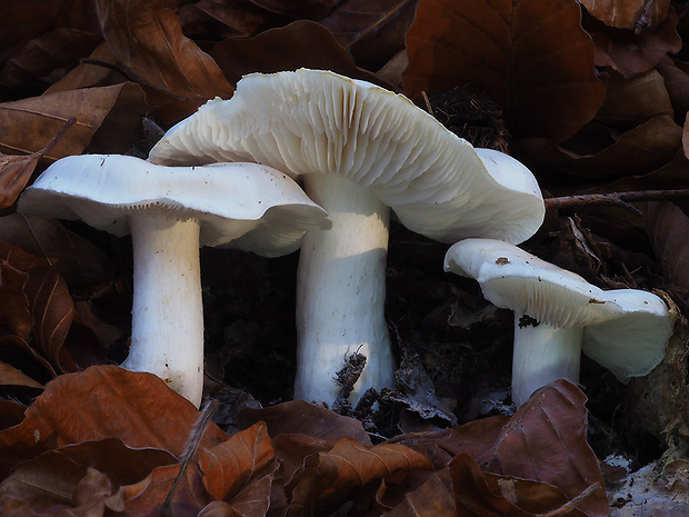 čírovka hodvábna Tricholoma columbetta (Fr.) P. Kumm.