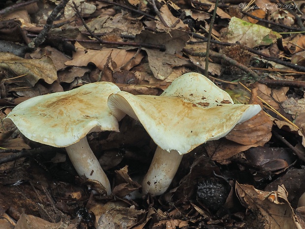 čírovka smradľavá Tricholoma lascivum (Fr.) Gillet