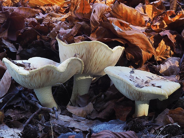 čírovka hnedoružová Tricholoma roseoacerbum A. Riva