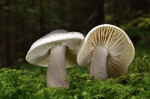 čírovka mydlová Tricholoma saponaceum (Fr.) P. Kumm.