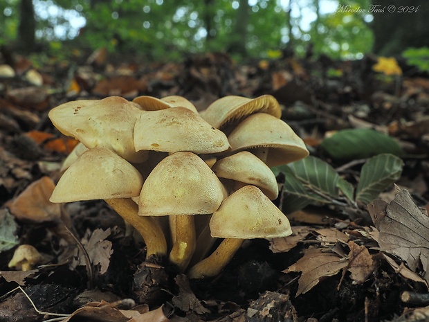 čírovka sírovožltá Tricholoma sulphureum (Bull.) P. Kumm.