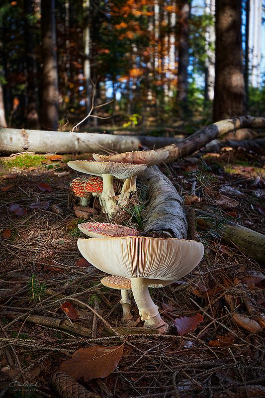 muchotrávka červená Amanita muscaria (L.) Lam.