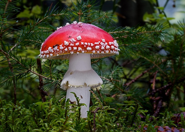 muchotrávka červená Amanita muscaria (L.) Lam.