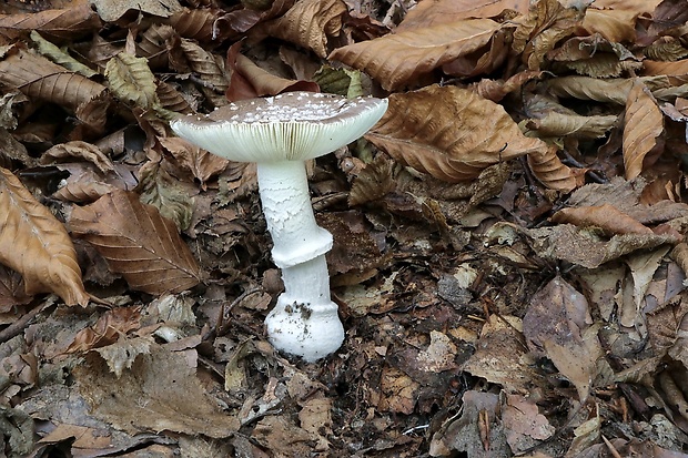 muchotrávka tigrovaná Amanita pantherina (DC.) Krombh.