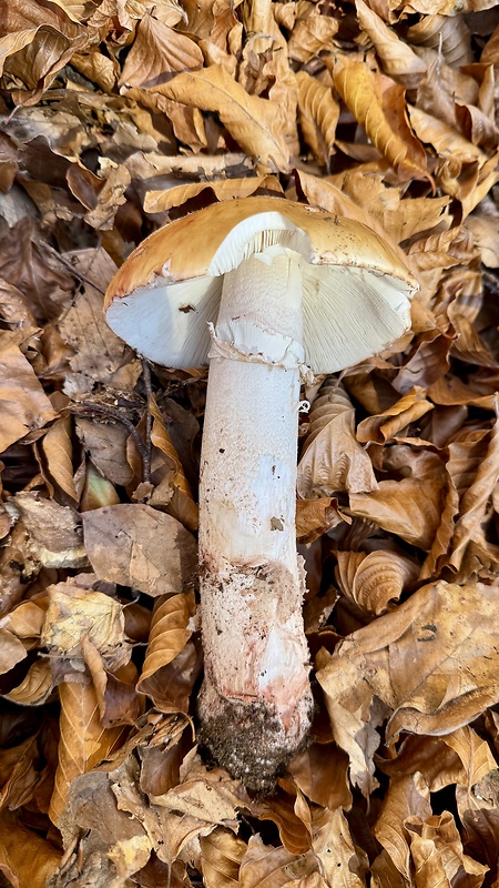 muchotrávka červenkastá Amanita rubescens Pers.