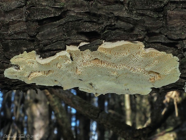 trúdnikovček tvrdý Antrodia ramentacea (Berk. & Broome) Donk