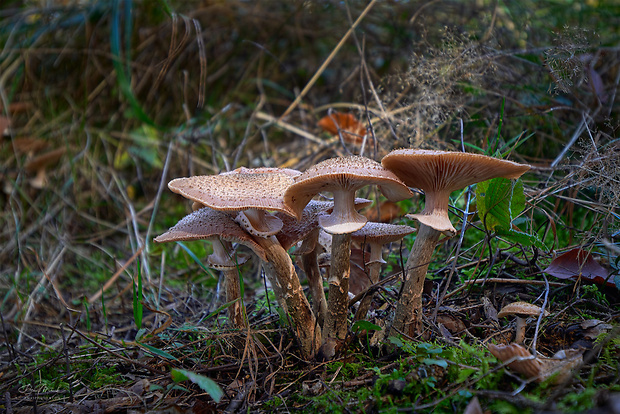 podpňovka tmavá Armillaria ostoyae (Romagn.) Herink