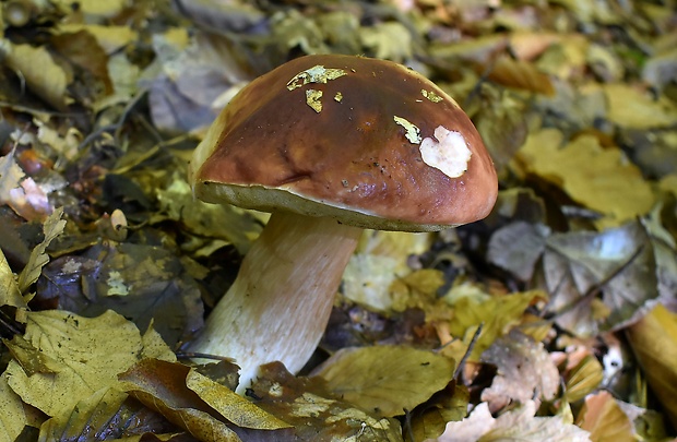 hríb sosnový Boletus pinophilus Pil. et Dermek in Pil.