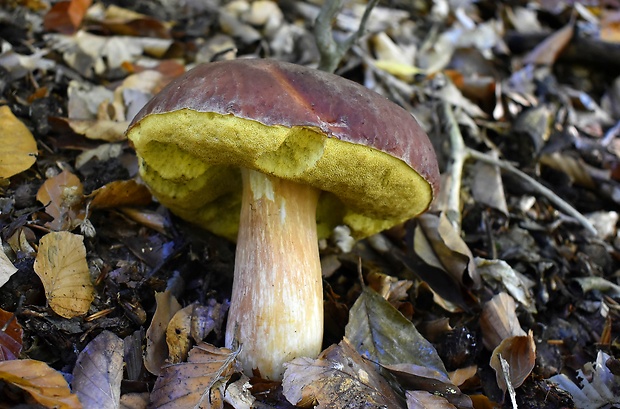 hríb sosnový Boletus pinophilus Pil. et Dermek in Pil.