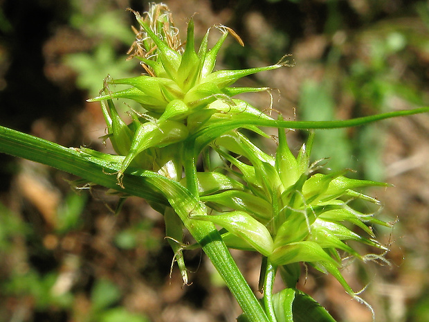 ostrica žltá  Carex flava subsp. alpina (Kneuck.) O.Bolòs, Masalles & Vigo