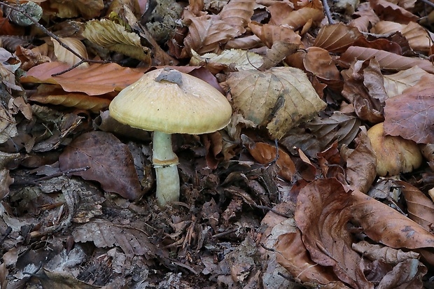 pavučinovec Cortinarius sp.